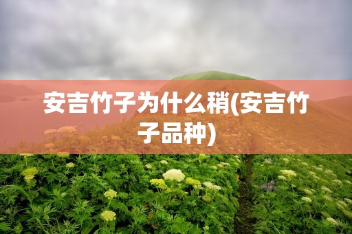 安吉竹子为什么稍(安吉竹子品种)