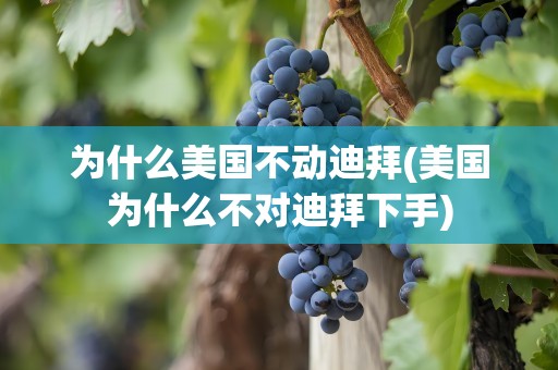 为什么美国不动迪拜(美国为什么不对迪拜下手)
