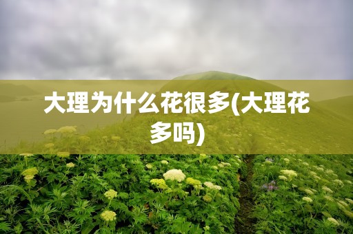 大理为什么花很多(大理花多吗)