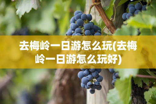 去梅岭一日游怎么玩(去梅岭一日游怎么玩好)