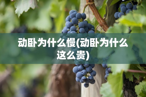 动卧为什么慢(动卧为什么这么贵)