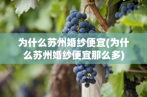 为什么苏州婚纱便宜(为什么苏州婚纱便宜那么多)