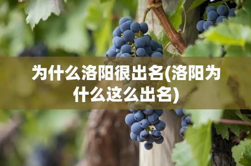 为什么洛阳很出名(洛阳为什么这么出名)