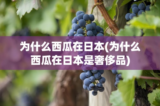 为什么西瓜在日本(为什么西瓜在日本是奢侈品)