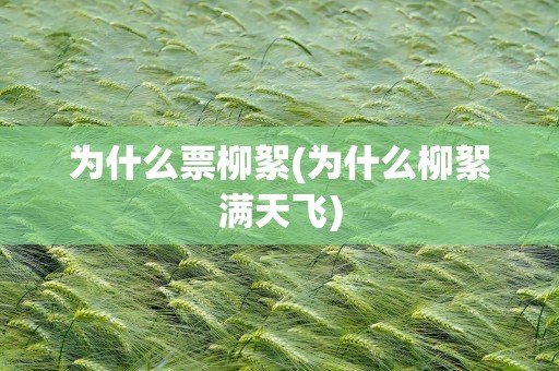 为什么票柳絮(为什么柳絮满天飞)