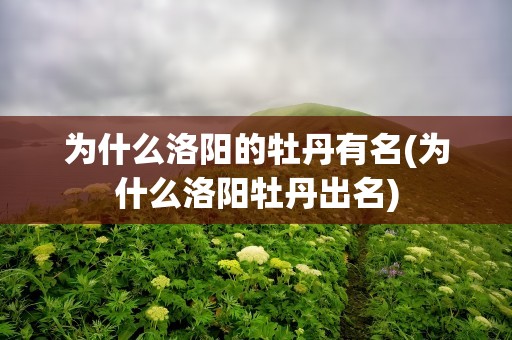 为什么洛阳的牡丹有名(为什么洛阳牡丹出名)