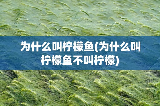 为什么叫柠檬鱼(为什么叫柠檬鱼不叫柠檬)