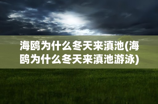 海鸥为什么冬天来滇池(海鸥为什么冬天来滇池游泳)