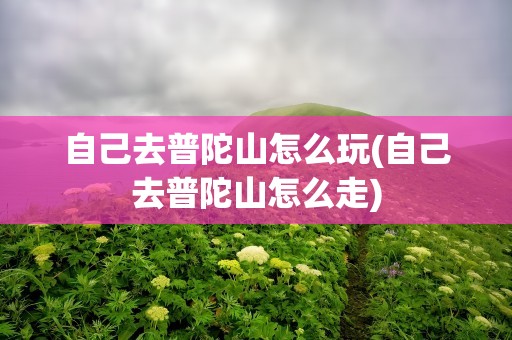 自己去普陀山怎么玩(自己去普陀山怎么走)