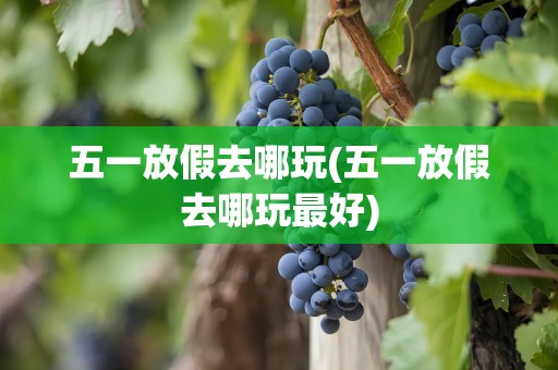 五一放假去哪玩(五一放假去哪玩最好)