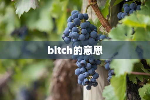 bitch的意思