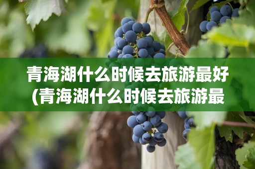 青海湖什么时候去旅游最好(青海湖什么时候去旅游最好呢)