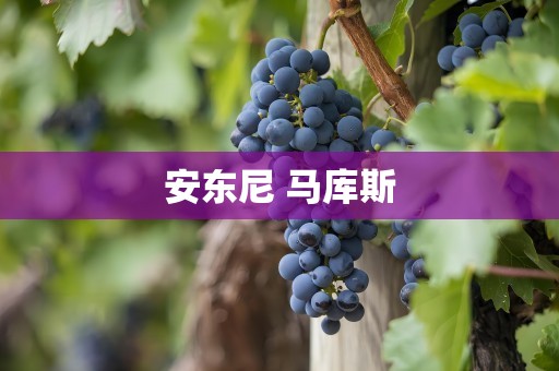 安东尼 马库斯