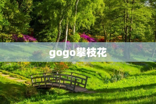 gogo攀枝花