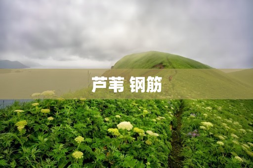 芦苇 钢筋