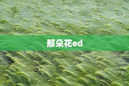 那朵花ed