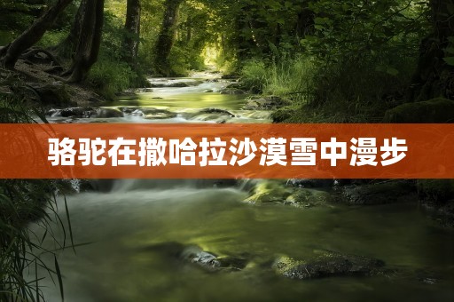 骆驼在撒哈拉沙漠雪中漫步