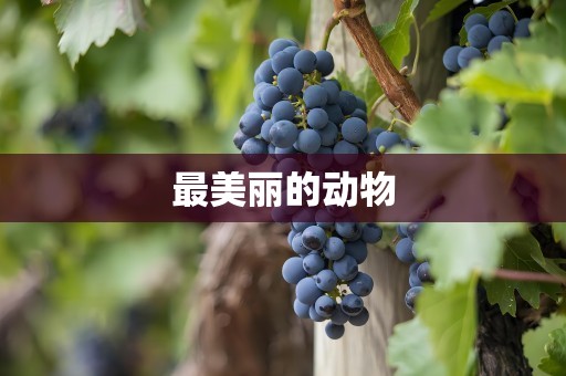 最美丽的动物