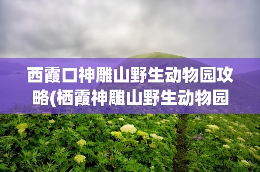 西霞口神雕山野生动物园攻略(栖霞神雕山野生动物园)