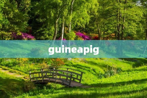 guineapig