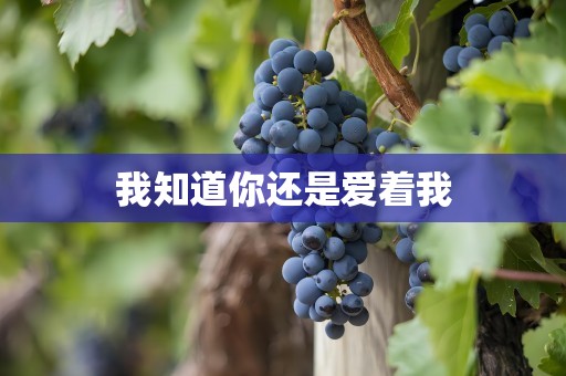 我知道你还是爱着我