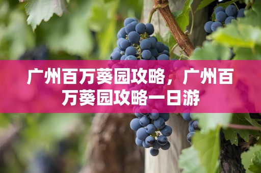 广州百万葵园攻略，广州百万葵园攻略一日游