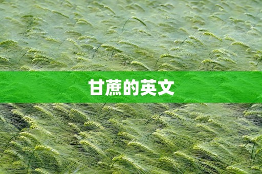 甘蔗的英文