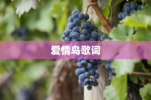爱情鸟歌词