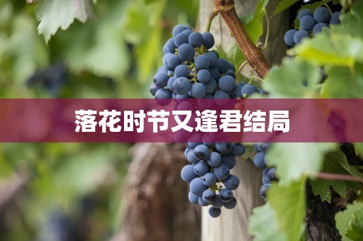 落花时节又逢君结局
