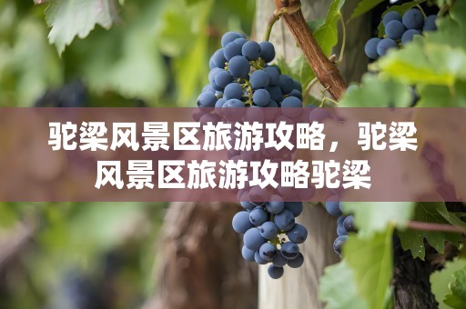 驼梁风景区旅游攻略，驼梁风景区旅游攻略驼梁