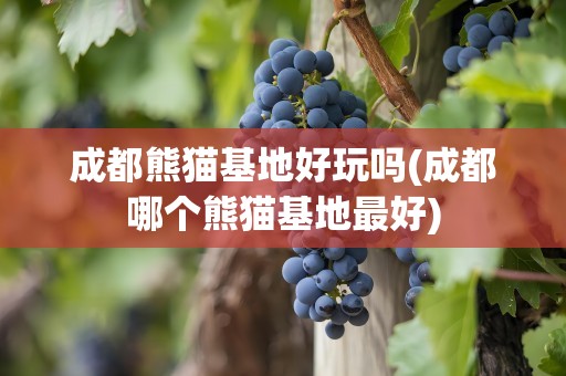 成都熊猫基地好玩吗(成都哪个熊猫基地最好)