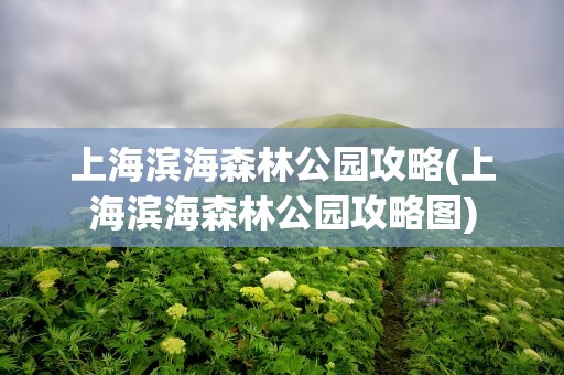 上海滨海森林公园攻略(上海滨海森林公园攻略图)