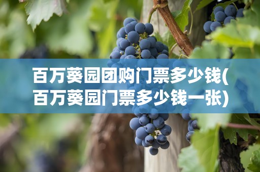 百万葵园团购门票多少钱(百万葵园门票多少钱一张)