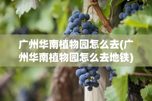 广州华南植物园怎么去(广州华南植物园怎么去地铁)