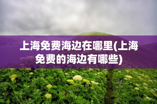 上海免费海边在哪里(上海免费的海边有哪些)