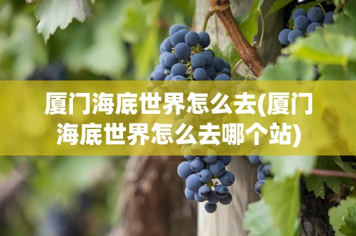 厦门海底世界怎么去(厦门海底世界怎么去哪个站)