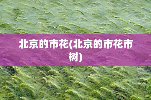 北京的市花(北京的市花市树)