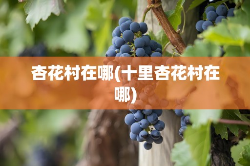 杏花村在哪(十里杏花村在哪)