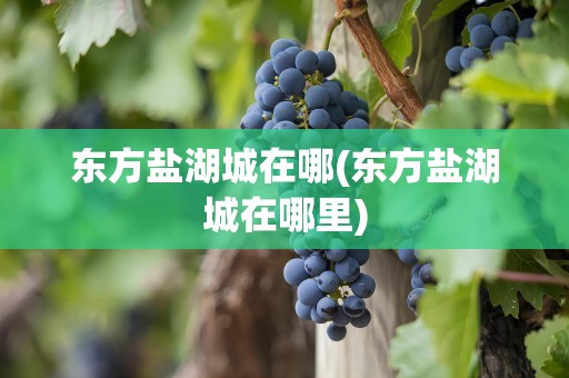 东方盐湖城在哪(东方盐湖城在哪里)