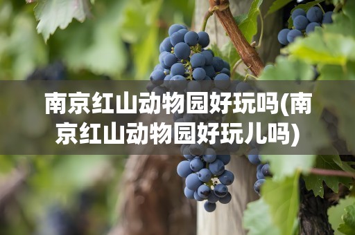 南京红山动物园好玩吗(南京红山动物园好玩儿吗)