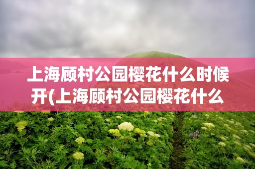 上海顾村公园樱花什么时候开(上海顾村公园樱花什么时候开花)