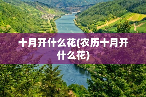 十月开什么花(农历十月开什么花)