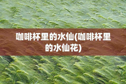 咖啡杯里的水仙(咖啡杯里的水仙花)