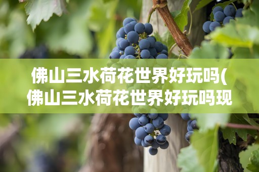 佛山三水荷花世界好玩吗(佛山三水荷花世界好玩吗现在)