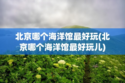 北京哪个海洋馆最好玩(北京哪个海洋馆最好玩儿)