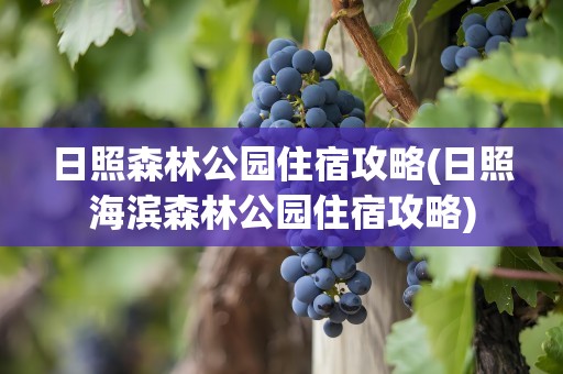 日照森林公园住宿攻略(日照海滨森林公园住宿攻略)