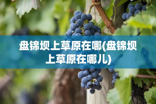 盘锦坝上草原在哪(盘锦坝上草原在哪儿)