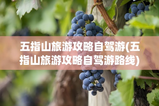 五指山旅游攻略自驾游(五指山旅游攻略自驾游路线)