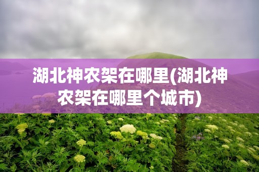 湖北神农架在哪里(湖北神农架在哪里个城市)