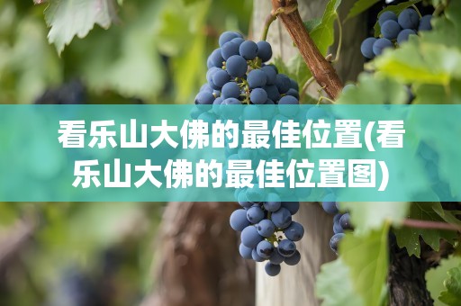 看乐山大佛的最佳位置(看乐山大佛的最佳位置图)